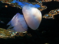   Rhizostoma pulmo  
